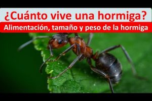Vida de hormiga negra: ¿Cuánto tiempo vive?