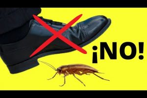 Descubre por qué no debes aplastar una cucaracha – Consejos prácticos
