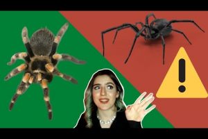Arañas inofensivas: ¿Cuál es la especie menos peligrosa?