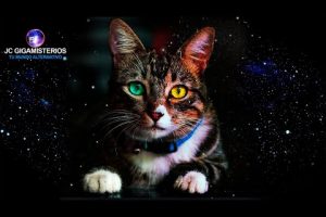 ¿Qué ven los gatos espiritualmente? Descubre su conexión con lo divino