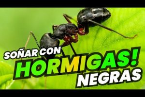 Descubre el significado de soñar con hormigas negras en gran cantidad