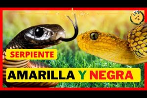 Descubre la Serpiente Amarilla y Negra: ¿Cómo se llama?