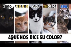Significado del color de los gatos: descubre su personalidad