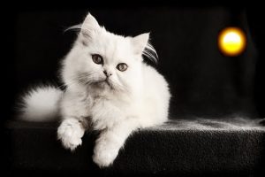 Significado de gato blanco en sueños