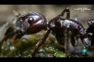 Descubre qué comunican las hormigas rojas en su colonia