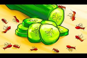 Evita las hormigas en casa: trucos efectivos para mantenerlas alejadas