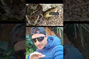 La serpiente más venenosa de Argentina: descubre cuál es