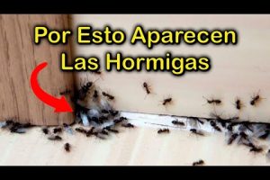 Atracción de hormigas: ¿qué les llama la atención?