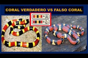Diferencia entre víboras y serpientes: ¿Cuál es?