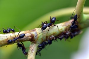 Significado de soÃ±ar con Hormigas