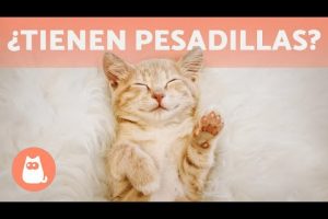 Descubre los sueños felinos: ¿Qué sueñan los gatos?