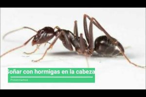 Soñar con hormigas en la cabeza: significado y análisis