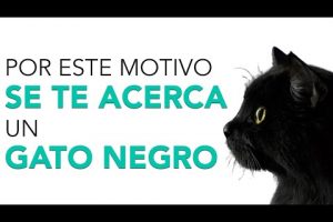 ¿Qué significa cuando un gato negro te mira fijamente?