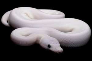 Descubre el significado de la serpiente blanca