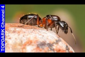 Horas de sueño de hormigas: ¿Cuántas duermen?