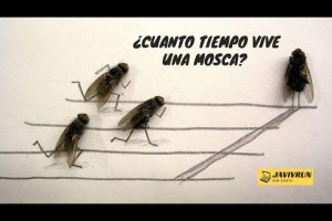 Promedio de vida de cucaracha: ¿cuánto tiempo viven?